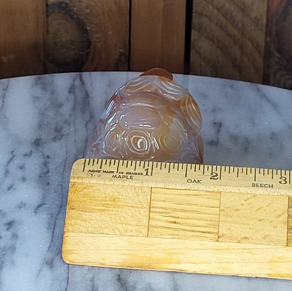 Xarnelian Land Tortoise - Picture 3 of 16